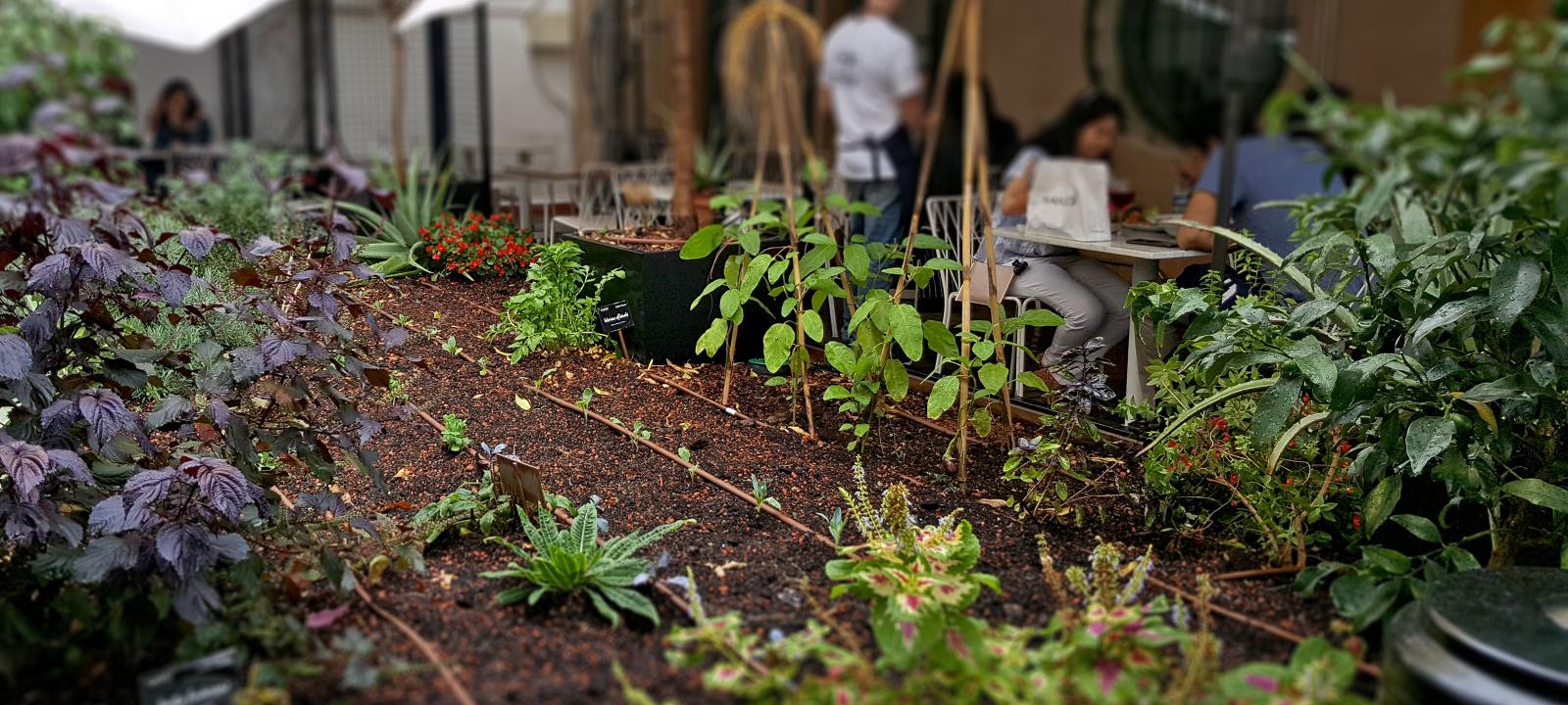 Urban rooftop farming